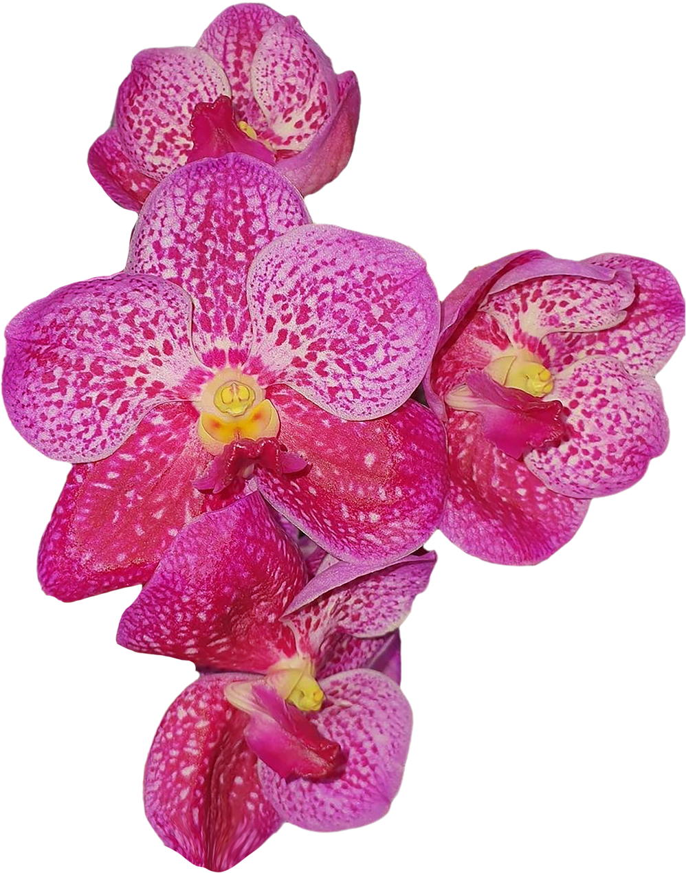 Orchid Summer Tropical Flower